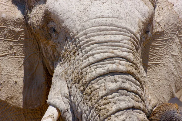 Olhar Penetrante Elefante — Fotografia de Stock
