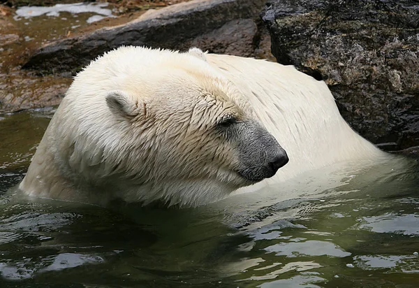 Urso Polar Zoológico — Fotografia de Stock