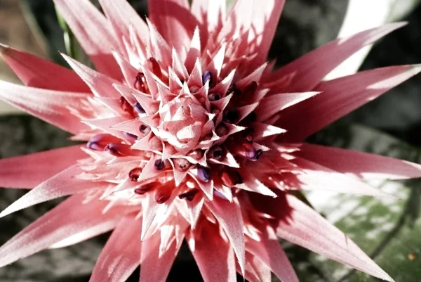Aechmea Bromeliad Flower — Fotografia de Stock