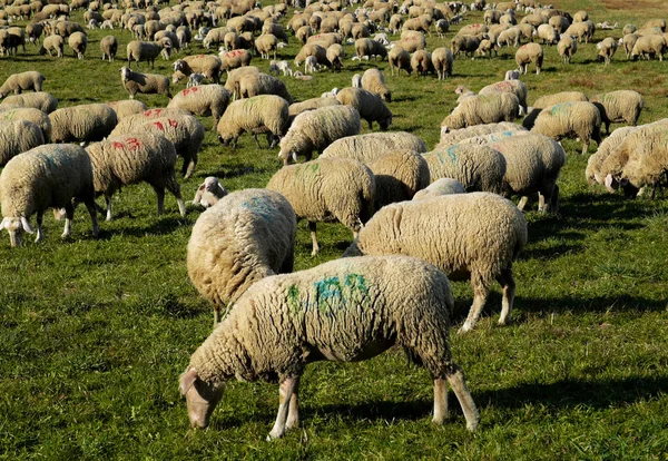 Domestic Sheep Pasture — Stock Photo, Image