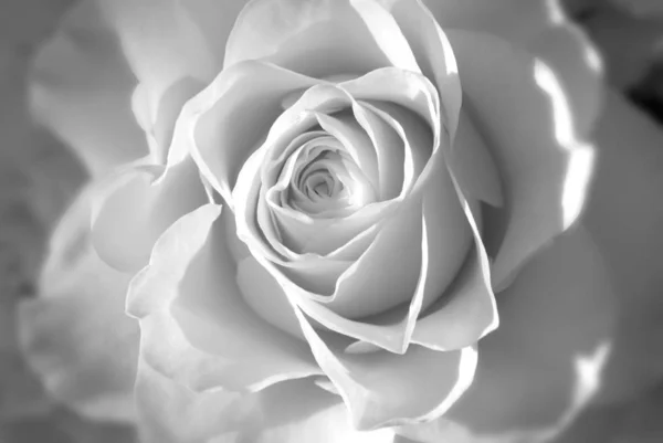 Vista Panorámica Hermosa Flor Rosa Blanca —  Fotos de Stock