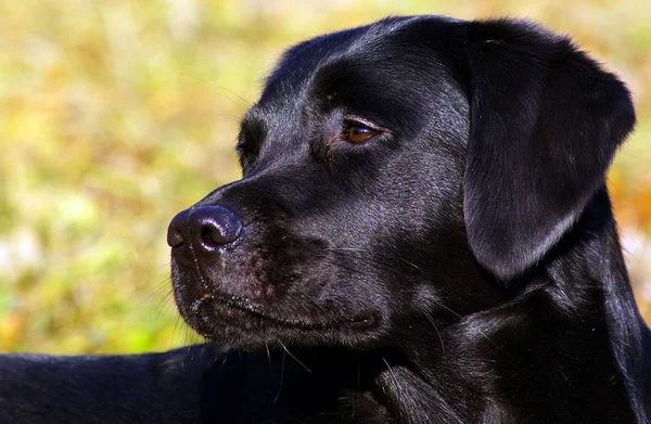 Labrador Retriever Kutya Állat — Stock Fotó