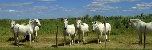 Atlar Sahada — Stok fotoğraf