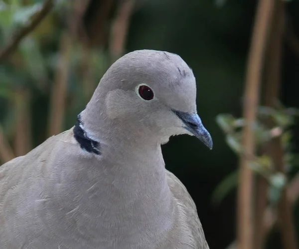 Vue Panoramique Sur Les Pigeons — Photo