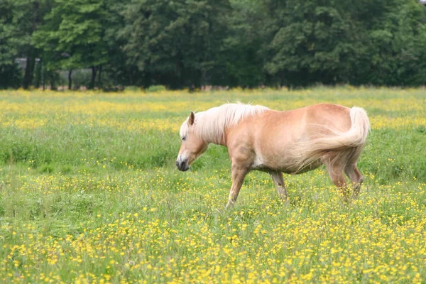 Haflinger Maralwiese — Stock fotografie