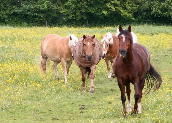 Pferde Auf Der Märchenwiese — Stockfoto