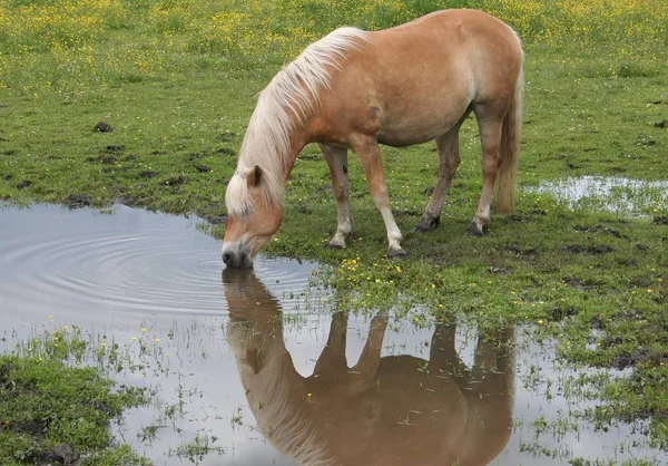 Haflinger Łące Marszowej — Zdjęcie stockowe