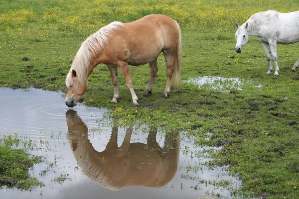 Haflinger Sul Mardalwiese — Foto Stock