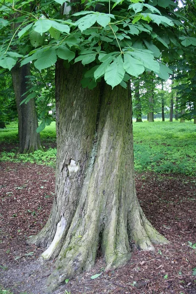 Kastanje Tiergarten Omzet — Stockfoto