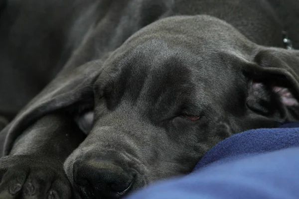 Portret Van Een Schattige Hond — Stockfoto