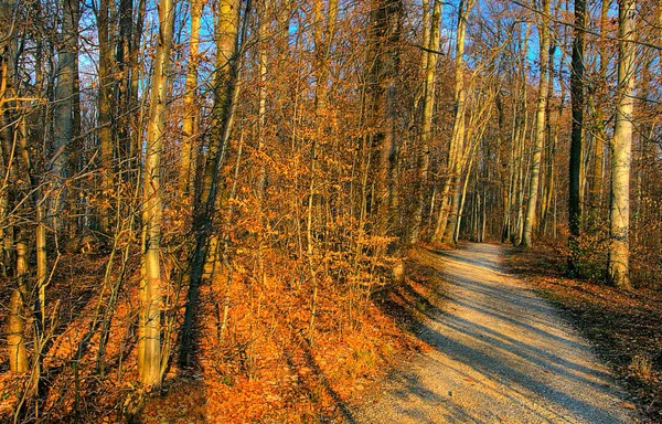 Samedi Promenade Dans Forêt Adore Forêt Hiver Malheureusement Encore Neige — Photo