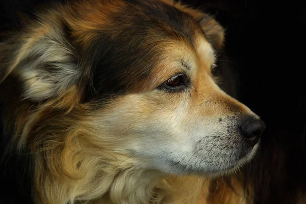 Portait Söta Hund Husdjur — Stockfoto