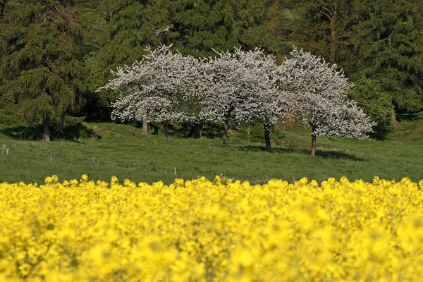 Bloeiende Kersenboom Bloeit Bloemen — Stockfoto