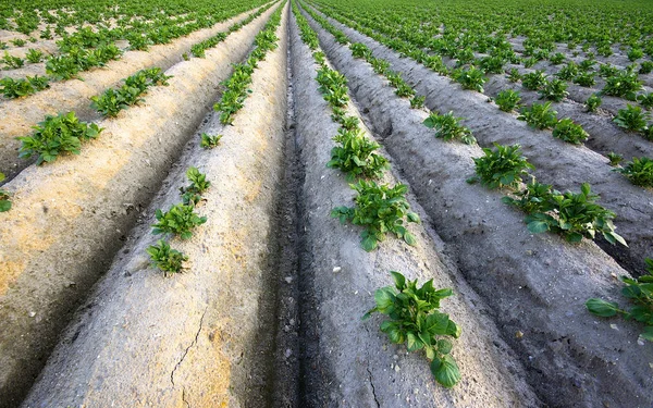 Country Life Selective Focus — Stock Photo, Image