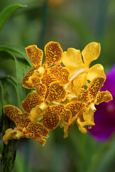 Landschaftlich Schöne Bunte Orchideenblume — Stockfoto