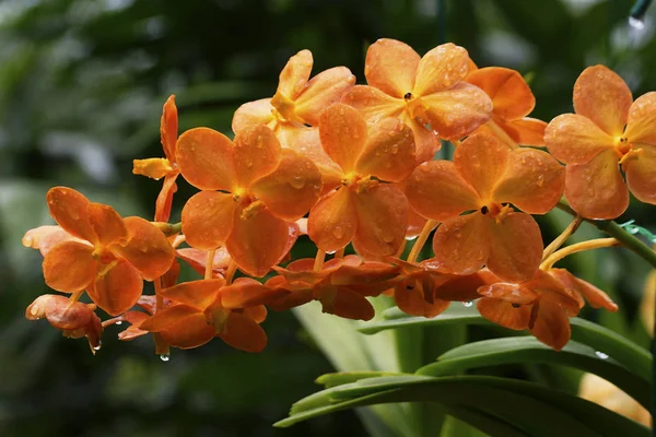 Malebné Krásné Barevné Orchidej Květiny — Stock fotografie
