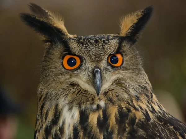 Schilderachtig Uitzicht Prachtige Vogel Natuur — Stockfoto