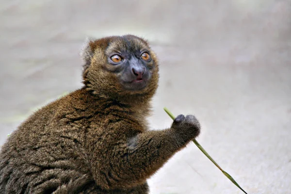 Encerramento Animais Jardim Zoológico — Fotografia de Stock