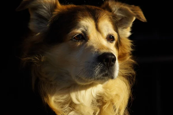 Portait Söta Hund Husdjur — Stockfoto