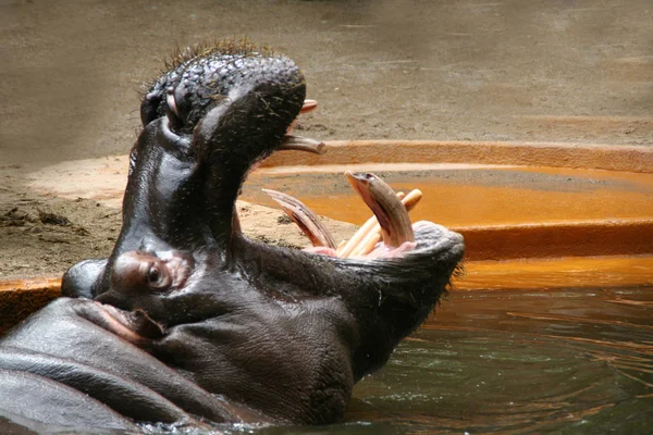 Mamíferos Hipopótamos Animales Hipopótamos —  Fotos de Stock