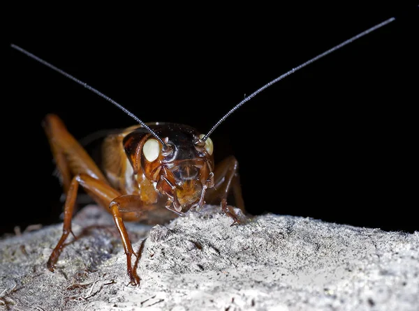 Primer Plano Error Naturaleza Salvaje — Foto de Stock