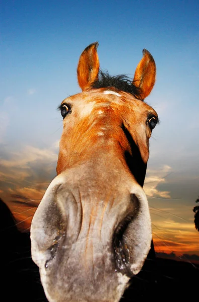 Bonito Cavalo Selvagem Natureza — Fotografia de Stock