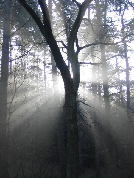 Matin Brumeux Dans Forêt — Photo