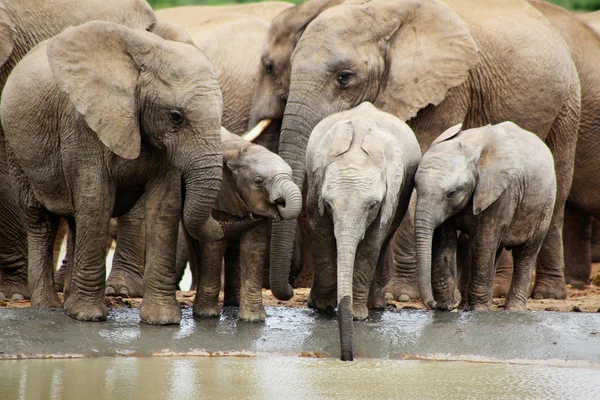 Afrykańskie Duże Zwierzę Słoń — Zdjęcie stockowe