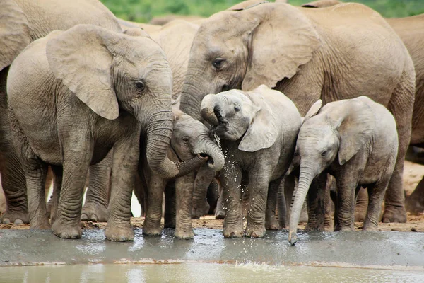 Different Animals Selective Focus — Stock Photo, Image