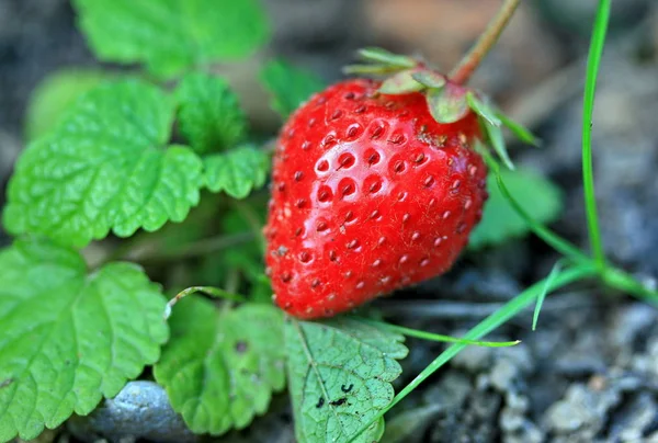 Fresh Ripe Strawberry Close — Stock Photo, Image