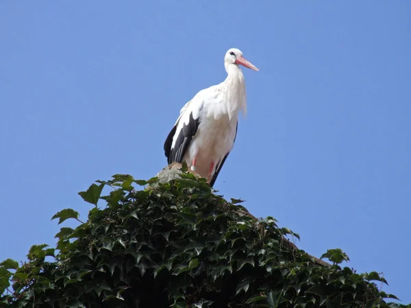 Fauna Silvestre Fauna Natural Cegonha — Fotografia de Stock