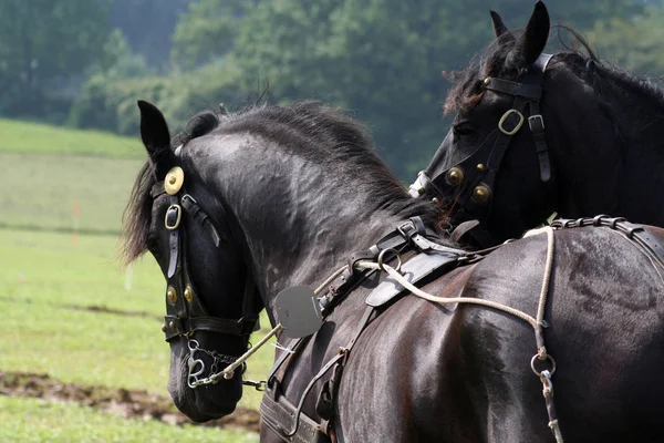 Lindo Caballo Naturaleza Salvaje — Foto de Stock