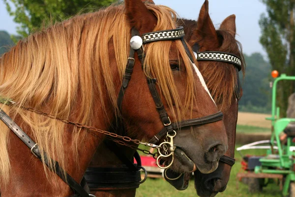 Cute Horse Wild Nature — Stock Photo, Image