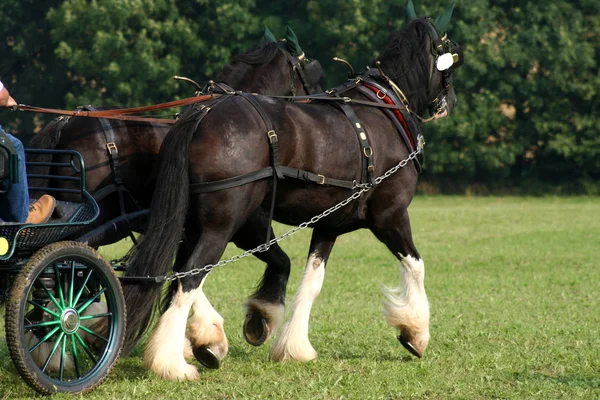 Paarden Overdag Buiten — Stockfoto