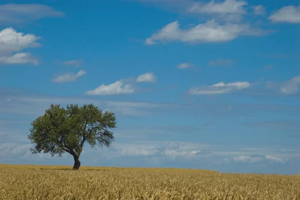 Landbouwgebied Met Gras — Stockfoto