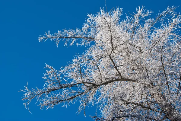 Äste Botanische Flora — Stockfoto