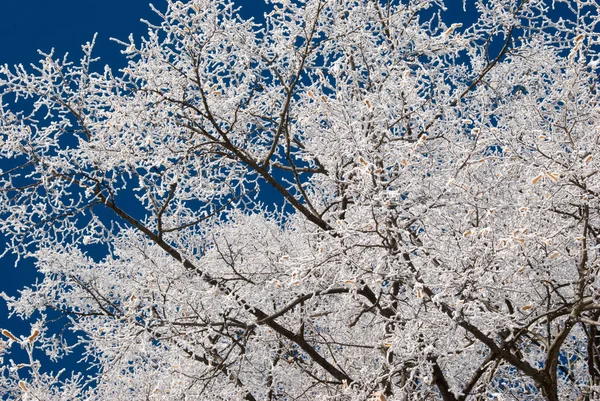 Prega Prendere Tempo Vedere Foto Xxl Solo Sogno — Foto Stock