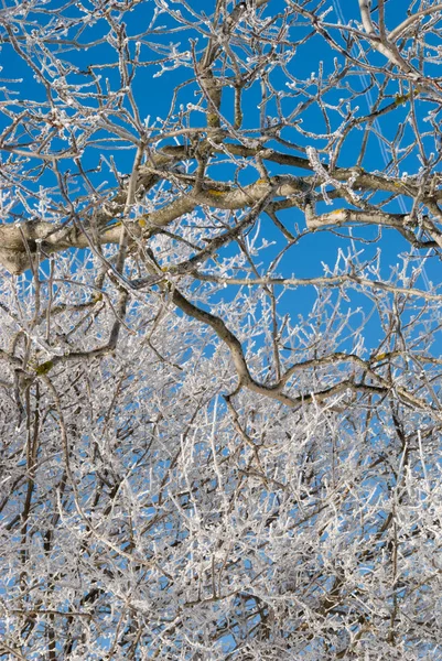 Branches Arbres Flore Botanique — Photo