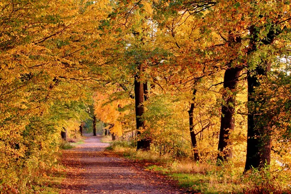 Красивая Осенняя Листва Лесу — стоковое фото