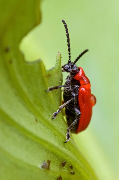 Nahaufnahme Von Wanzen Der Wilden Natur — Stockfoto