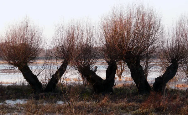 Alberi Della Natura Ambiente Botanica — Foto Stock