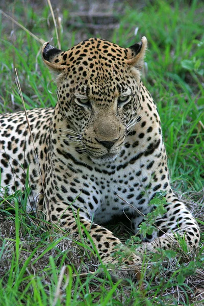 Léopard Prédateur Grand Chat — Photo