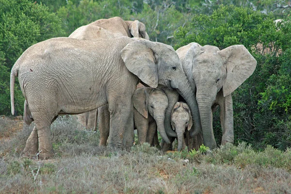 Verschiedene Tiere Selektiver Fokus — Stockfoto