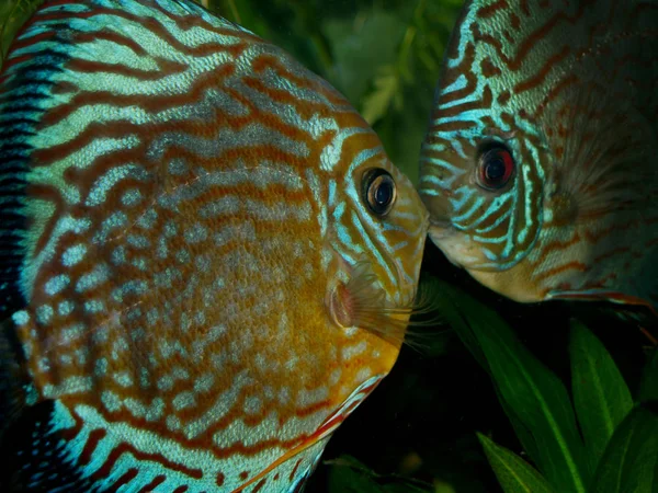 Scenic View Underwater World — Stock Photo, Image