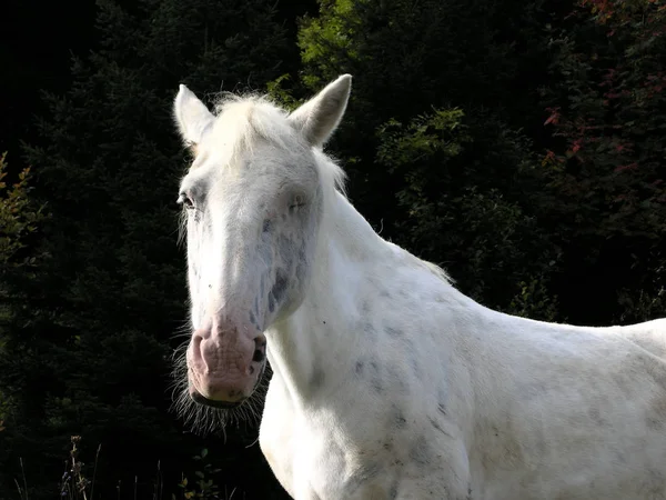 Plíseň Pastvině — Stock fotografie