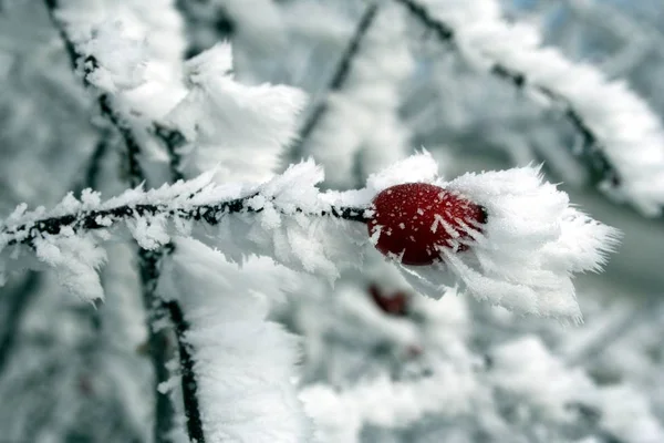 Églantier Dans Neige — Photo