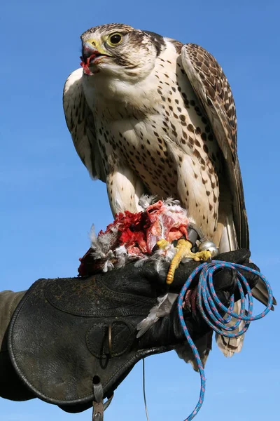 Manger Faucon Sakerfalke Avec Proie Pigeon — Photo