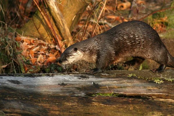 Nutria Animales Acuáticos Fauna Natural — Foto de Stock