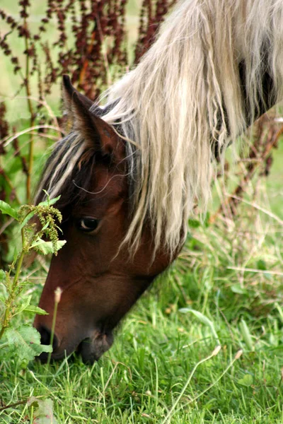 Niedliches Pferd Wilder Natur — Stockfoto