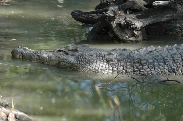 Crocodilo Jacaré Carnívoro Animal — Fotografia de Stock